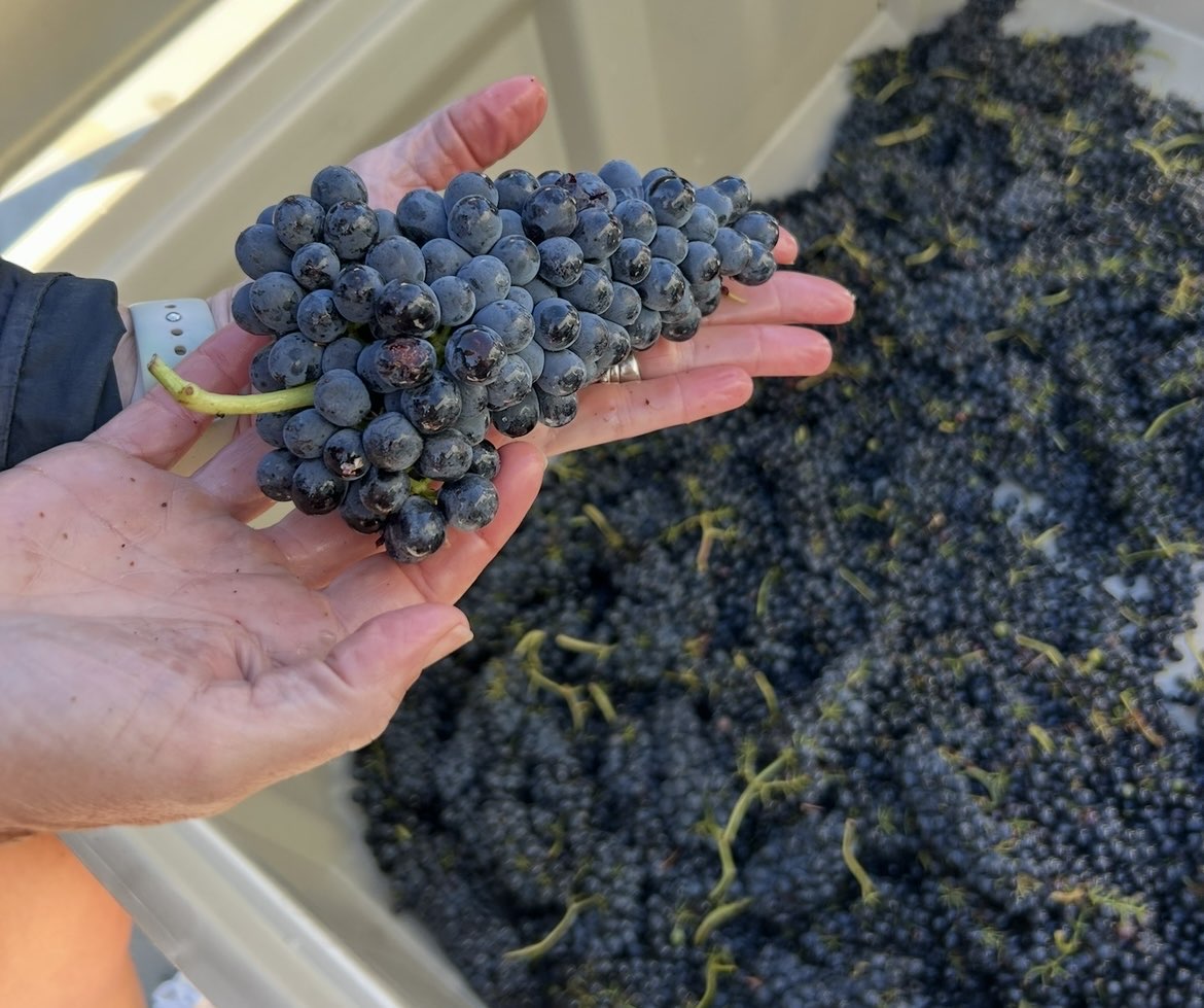 Hand holding grapes