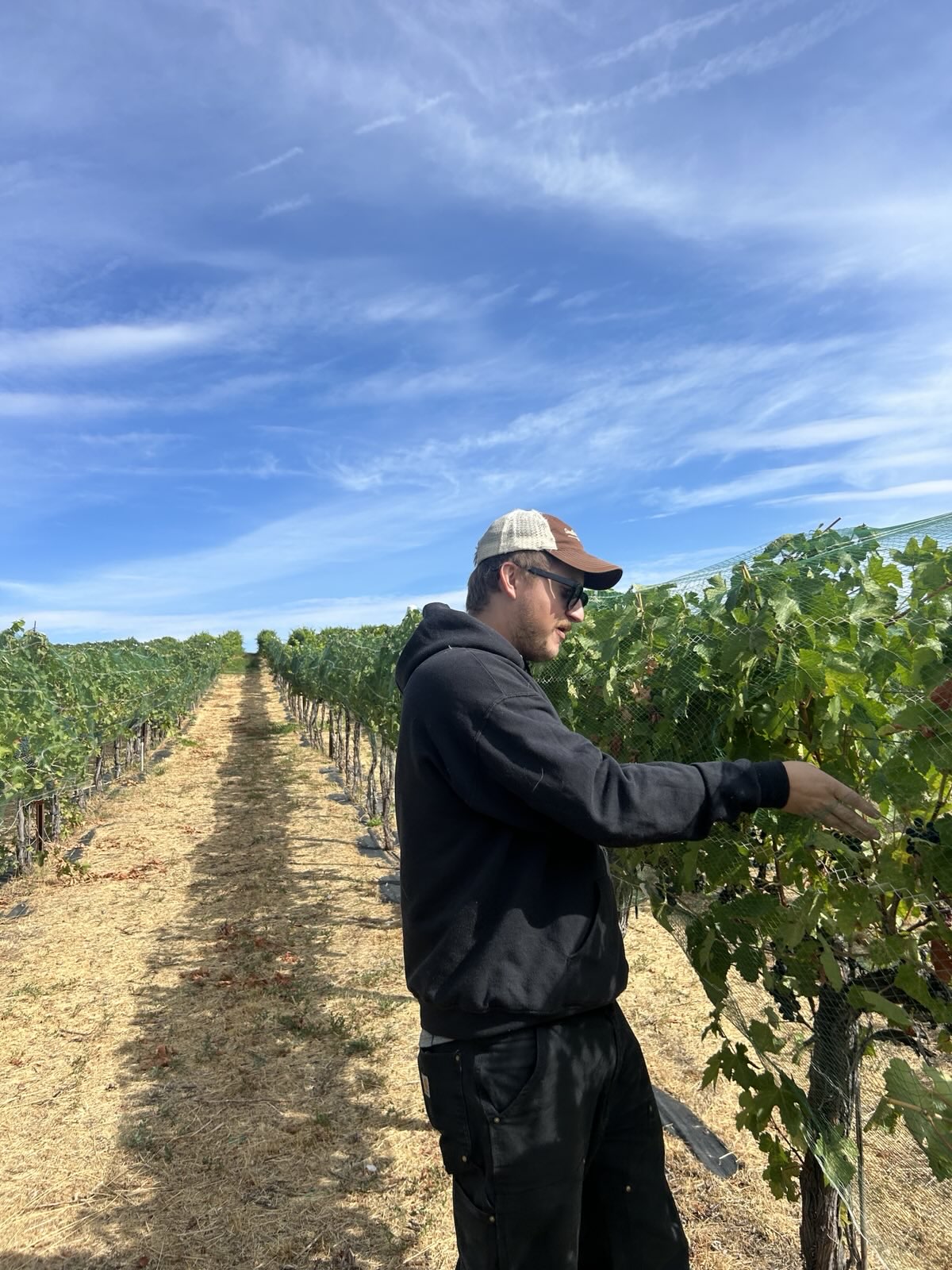 Carter picking grapes
